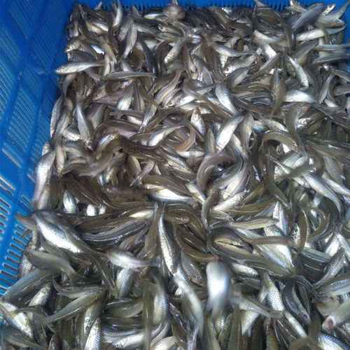 麦穗鱼冷水鱼包邮饲料鱼活体鱼