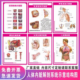 人体心脏结构图海报人体生殖器官医院解剖系统示意图内脏解剖图贴