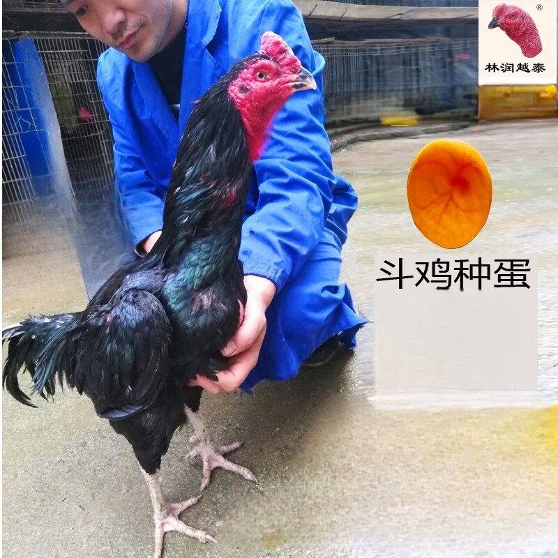 贵州纯种斗鸡正宗新鲜农家散养溜达斗鸡蛋