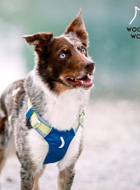 【现货】360胸背带背心式 北欧woolly wolf  环保可调节petisan