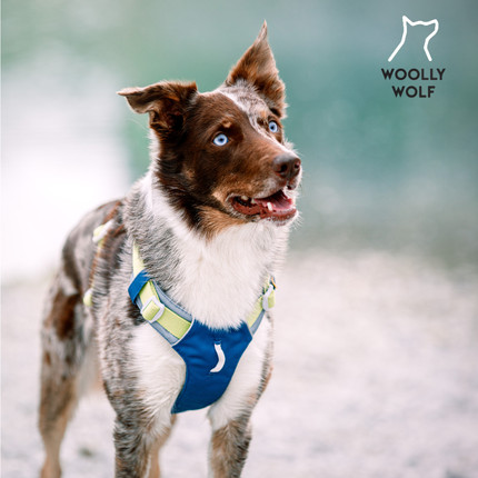 【现货】360胸背带背心式 北欧woolly wolf  环保可调节petisan
