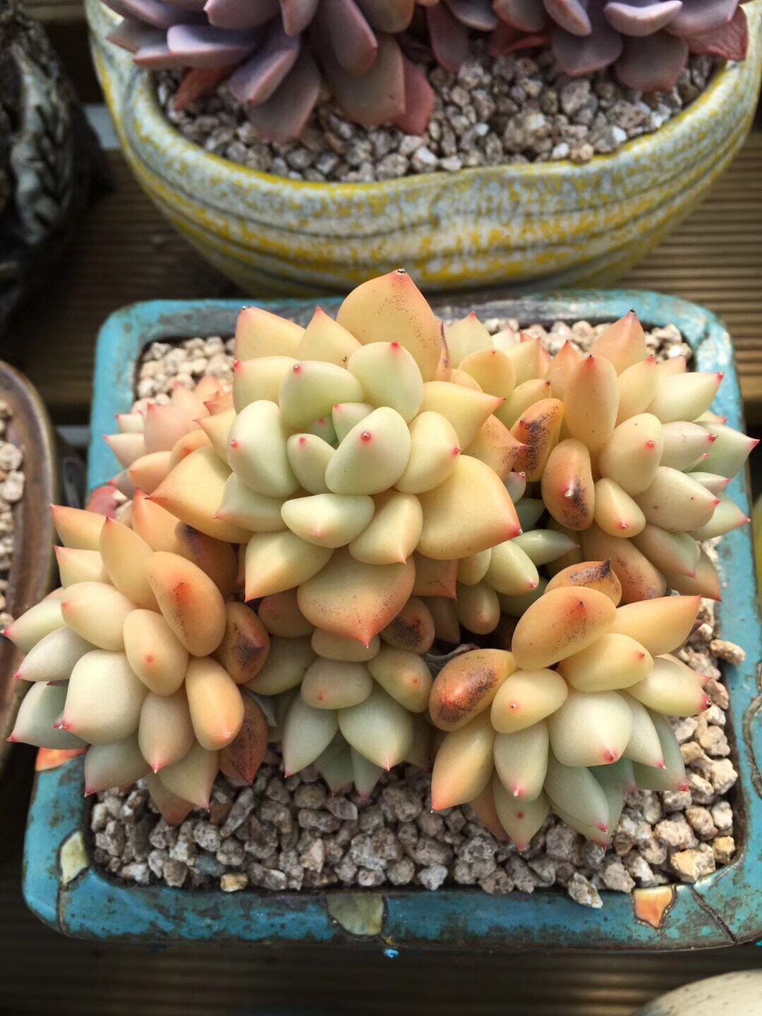 花间多肉园艺|多肉植物象牙多肉组合盆栽防辐射绿植花卉办公创意