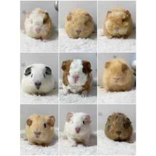 进口品种荷兰猪宝宝卷毛泰迪奶黄英短长顺长逆豚鼠家养随机一只