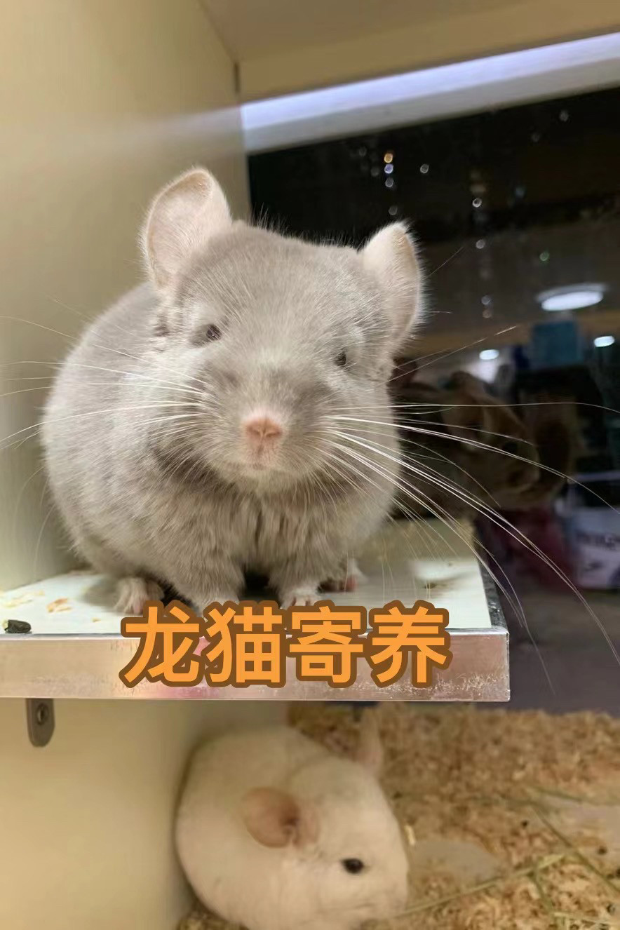 春节寄养广州宠物寄养龙猫寄养托管服务全年无休