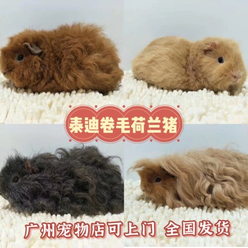 泰迪卷毛荷兰猪活体宠物豚鼠幼崽