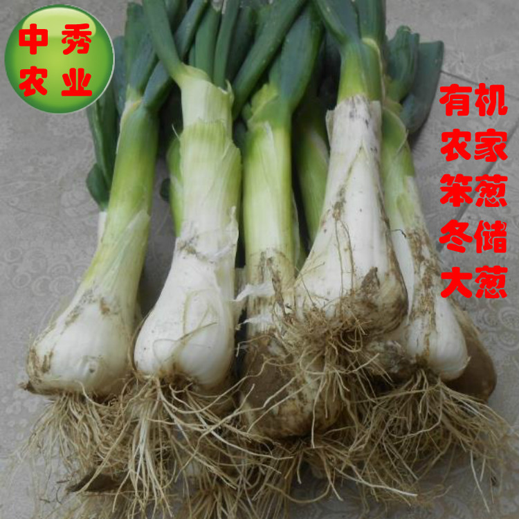 鸡腿大葱河北特产新鲜蔬菜老笨葱