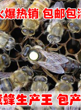 意蜂王种王新开产王 蜂王活体 产卵王 蜜浆高产王 意蜂生产王包邮