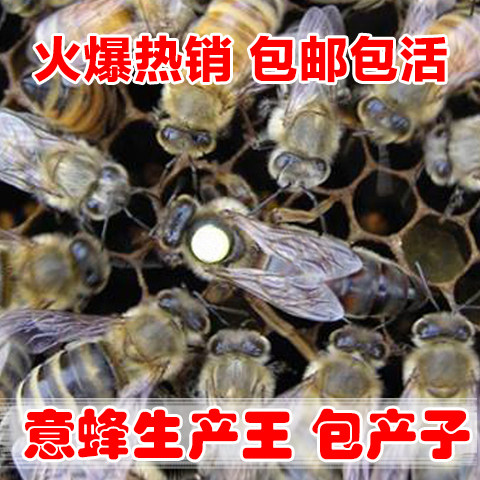 意蜂王种王新开产王 蜂王活体 产卵王 蜜浆高产王 意蜂生产王包邮