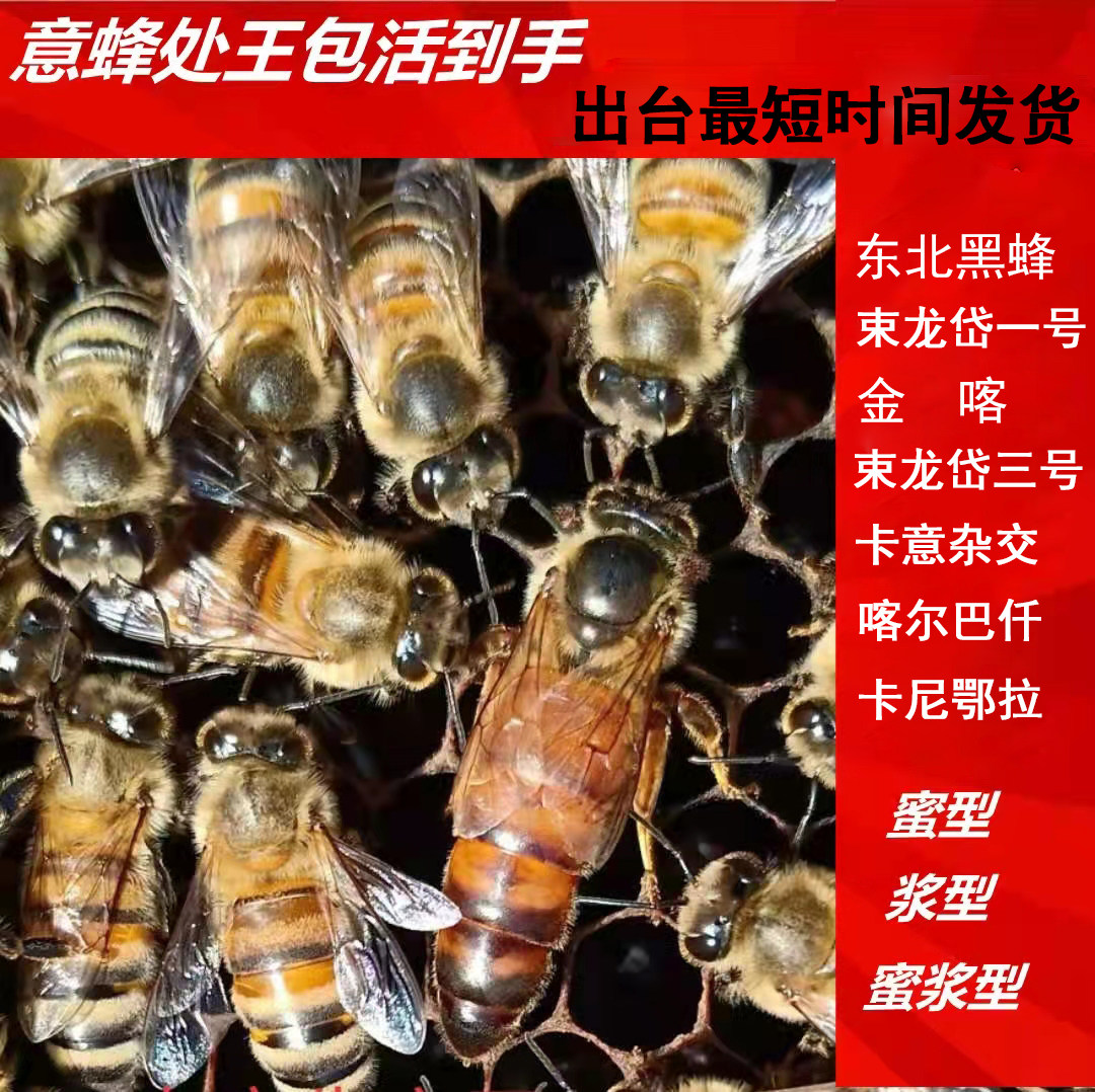 意蜂蜂王种王处女王东北黑蜂蜜王蜂群蜜蜂活体保活产卵王包邮