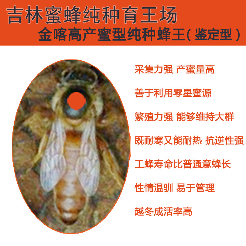 金喀纯种蜂王种王高产蜜型蜜蜂意蜂王活体新蜂王产卵王包邮