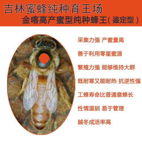 纯种高产活体包邮蜂王