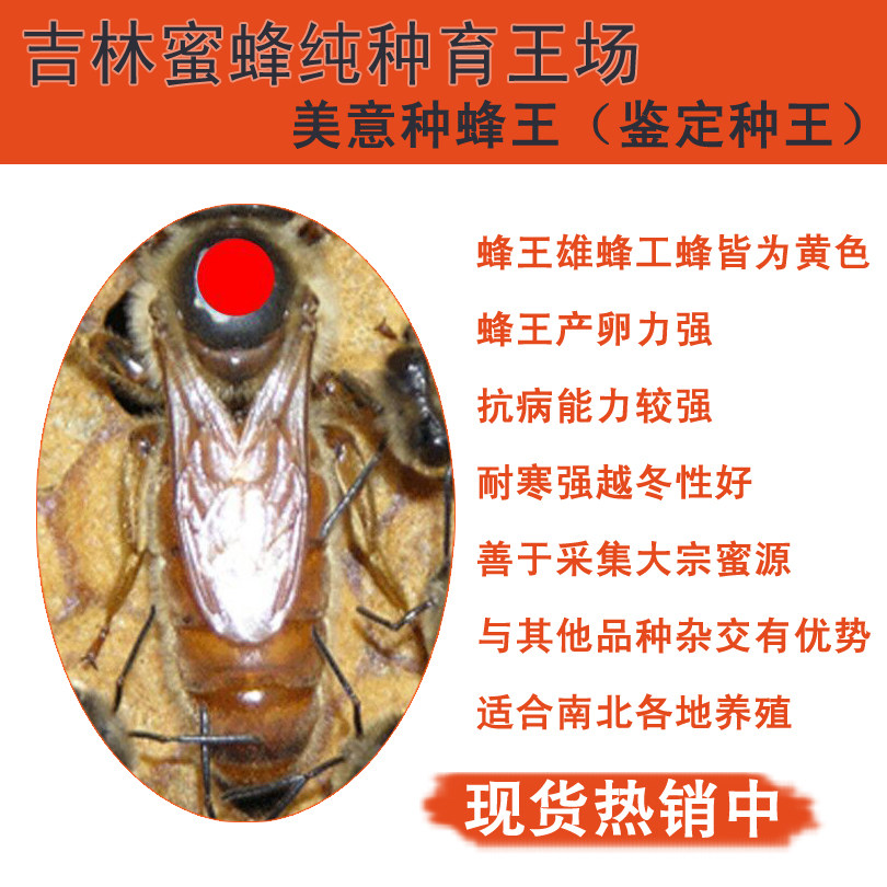 美意种蜂王 意蜂王产卵王蜜型王品种王产卵王蜜蜂王活体包邮 现货