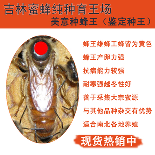 美意种蜂王 意蜂王产卵王蜜型王品种王产卵王蜜蜂王活体包邮 现货