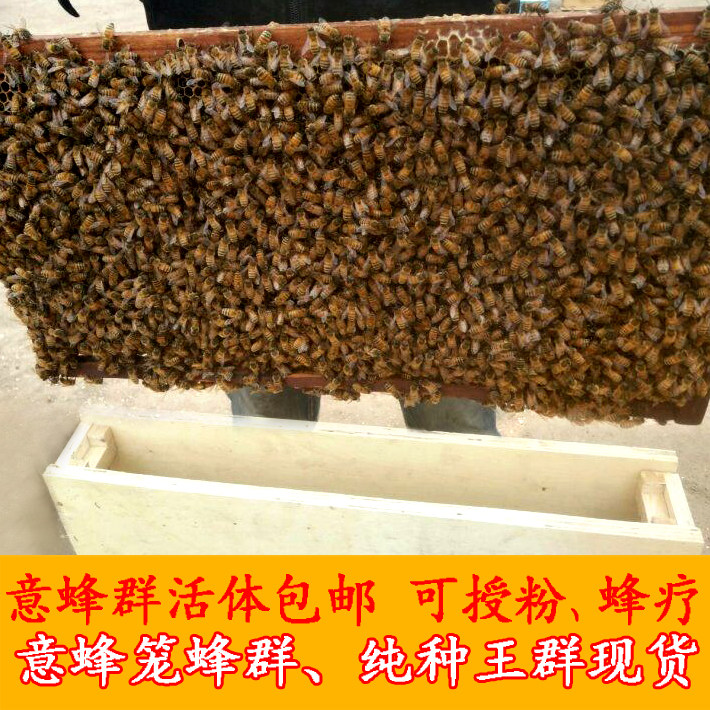 笼蜂 意蜂笼蜂群 活蜜蜂意蜂王 意大利蜂 蜂疗 授粉蜂群包邮