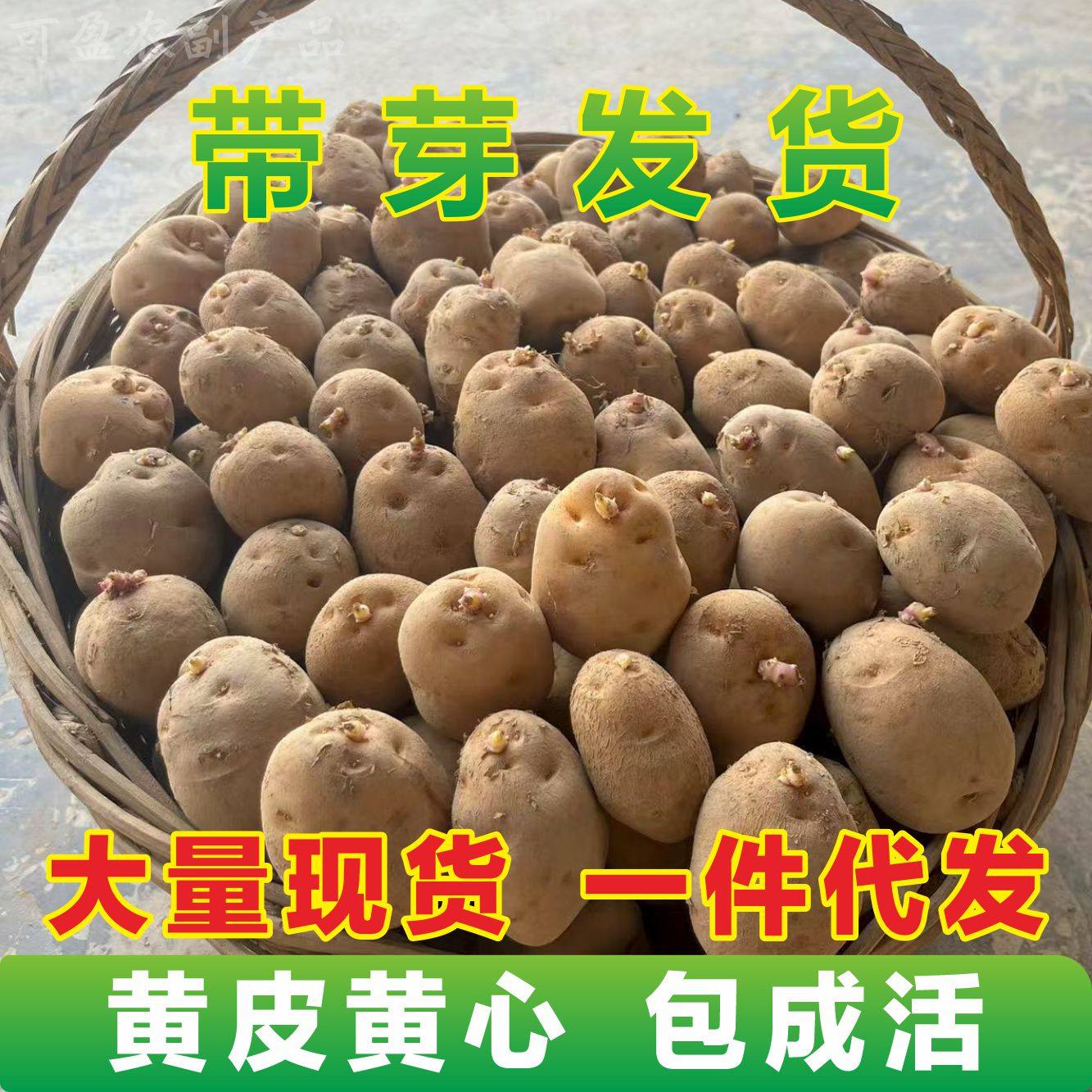 湖北恩施发芽小土豆黄心高山自留老品种马尔科小土豆带芽发货