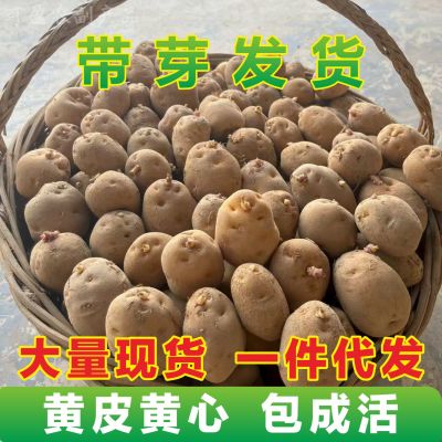 湖北恩施老品种发芽小土豆
