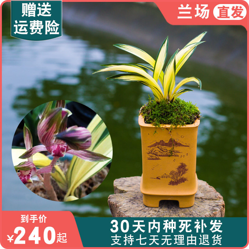 墨兰黄金达摩中透兰草矮种兰花盆栽植物名贵兰花苗带花苞金边花卉