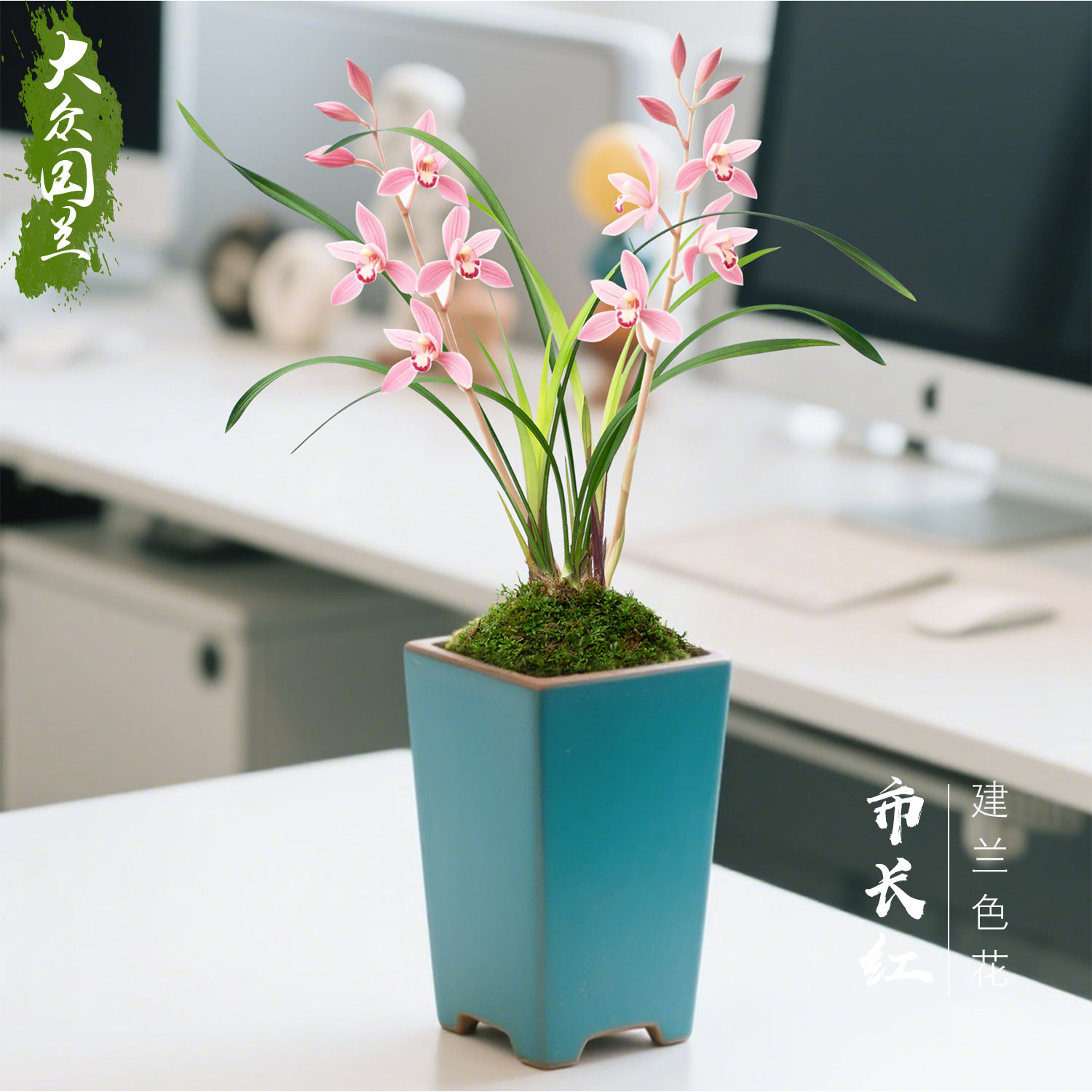 【市长红】兰花苗浓香建兰办公桌