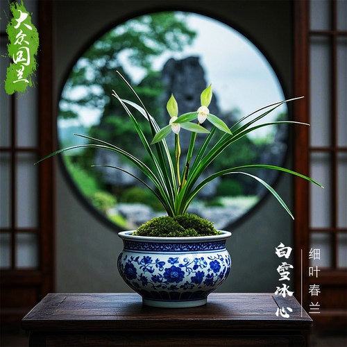 【慈恩素】兰花细叶春兰