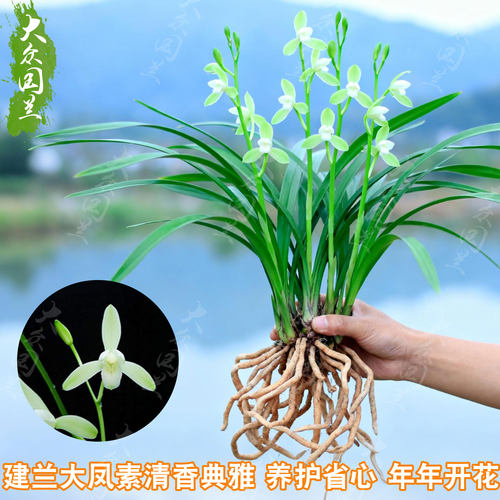 兰花盆栽兰草建兰品种兰花苗