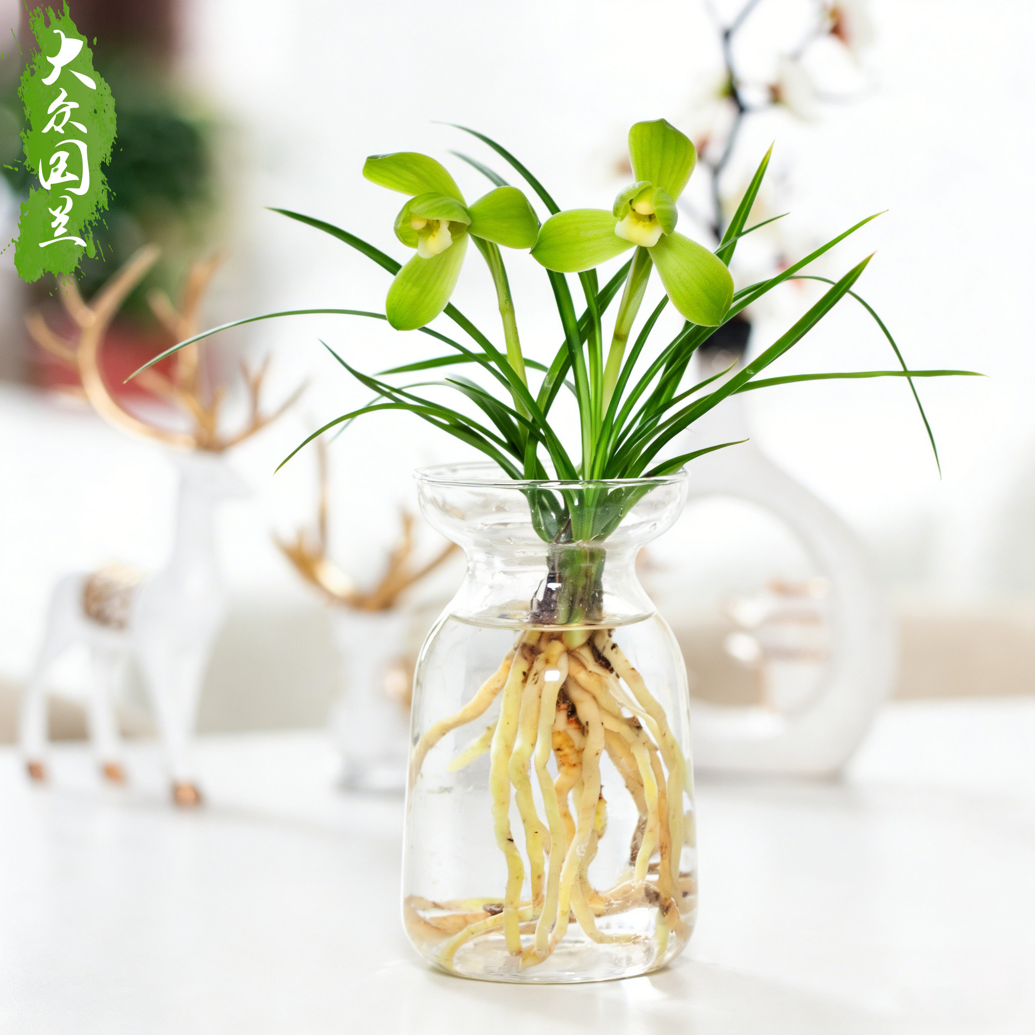 水培植物【春兰小春】兰花苗图片