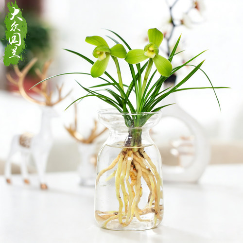 水培植物【春兰小春】兰花苗
