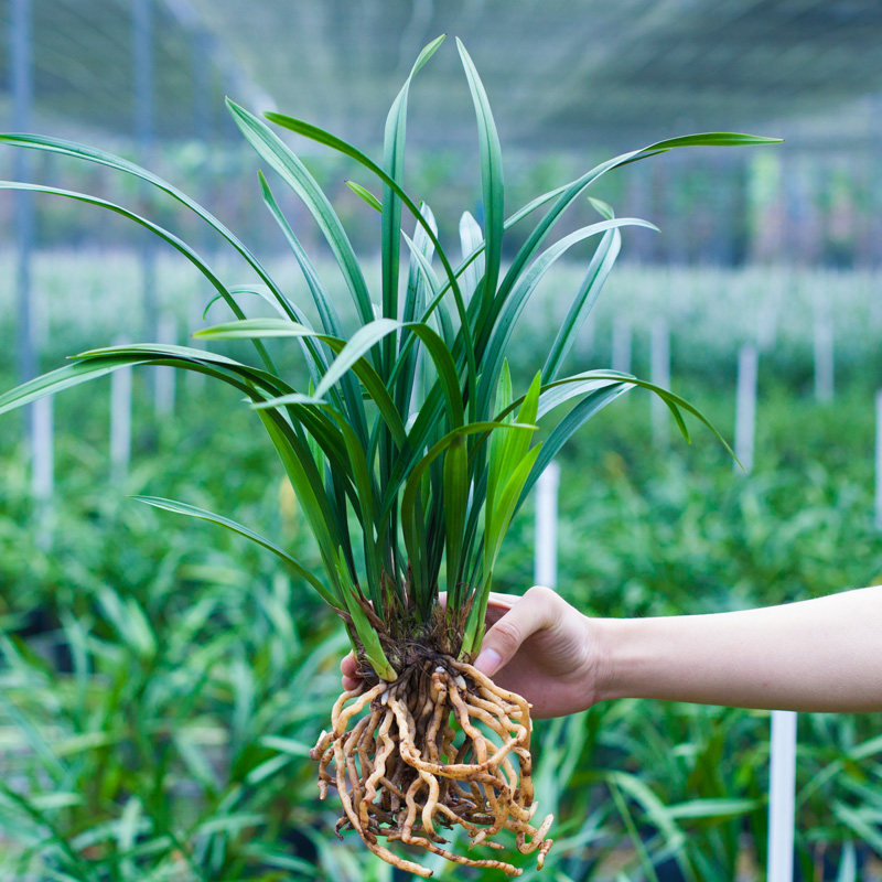 兰花盆栽植物名贵品种小叶龙岩素建兰花苞兰草四季大众国兰兰花苗