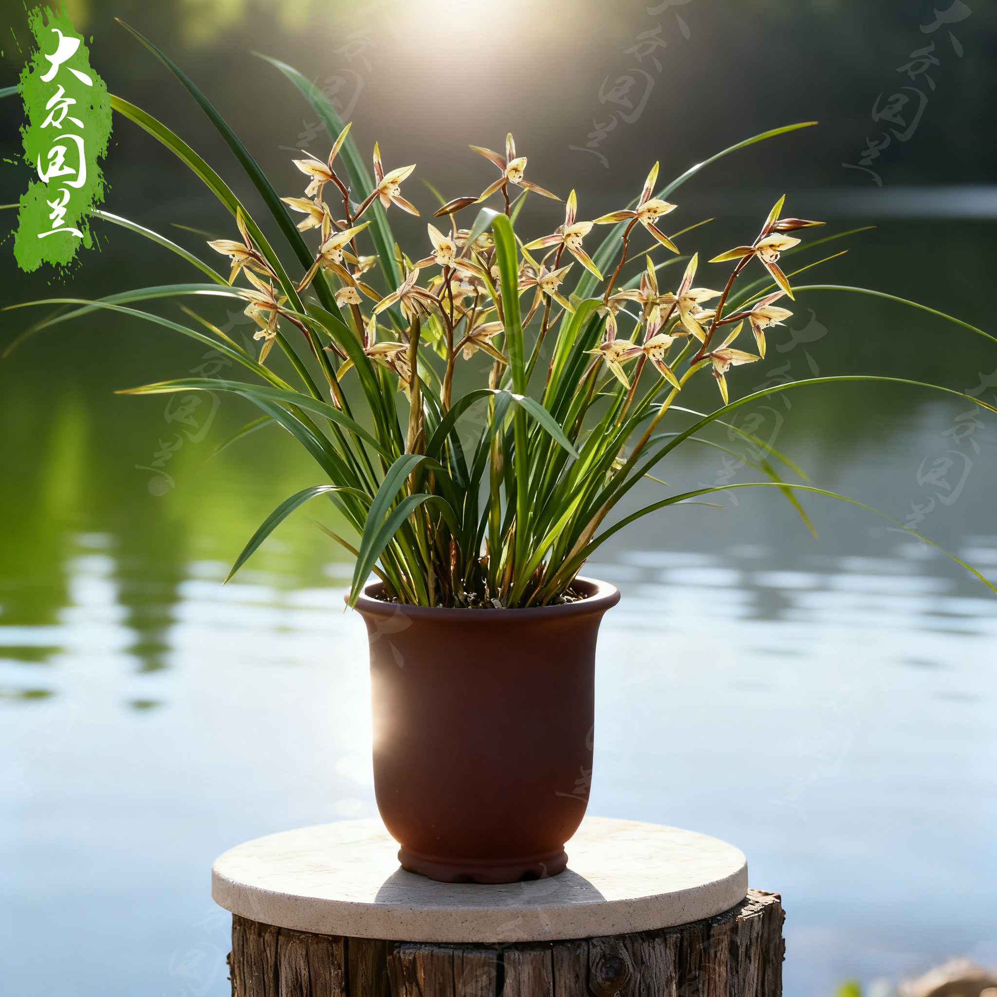 【春晖】兰花名贵盆栽春兰浓香兰花苗客厅书房办公室好养兰草国兰