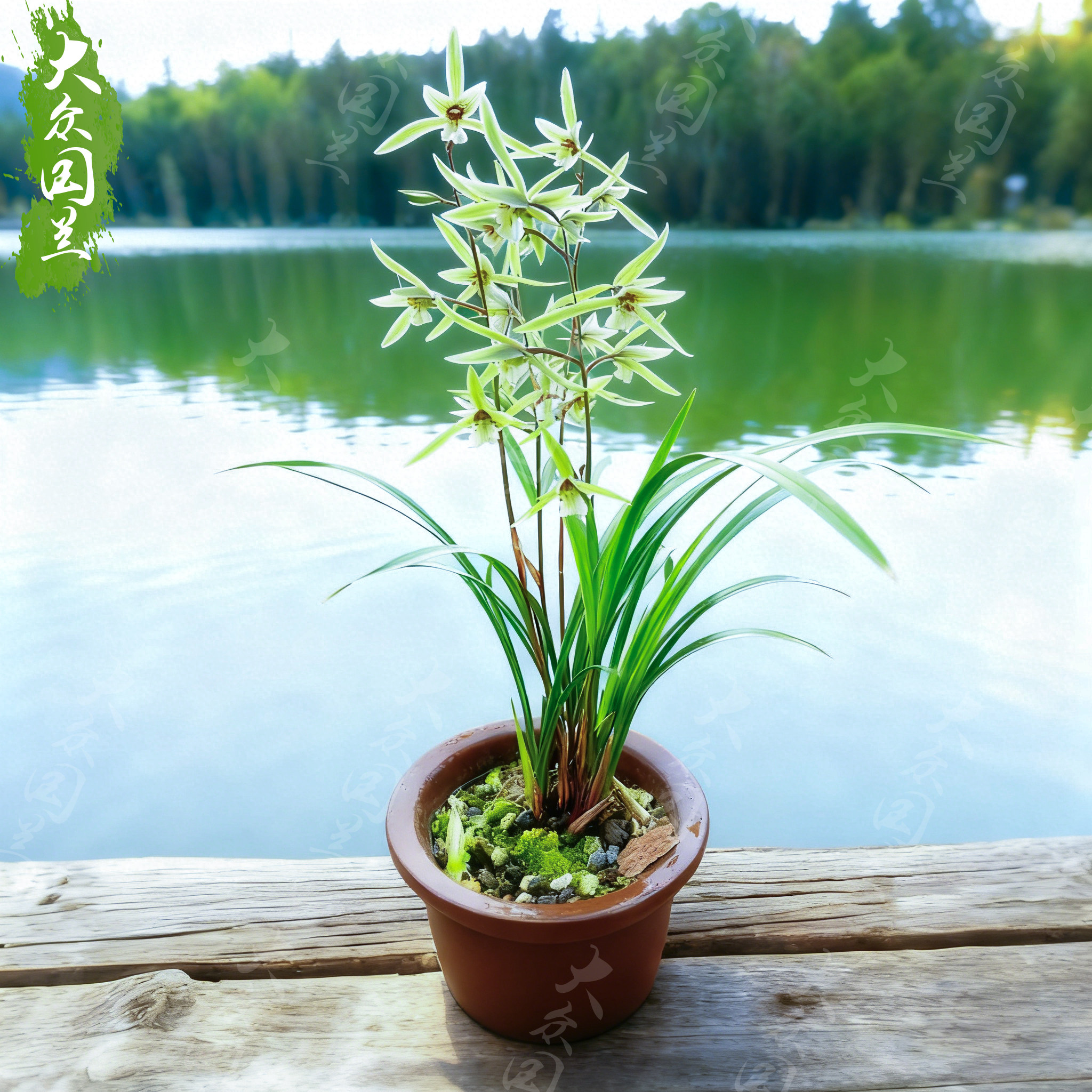 【寒兰子母花】名贵兰花苗盆栽花卉植物浓香型国兰好养兰草室内