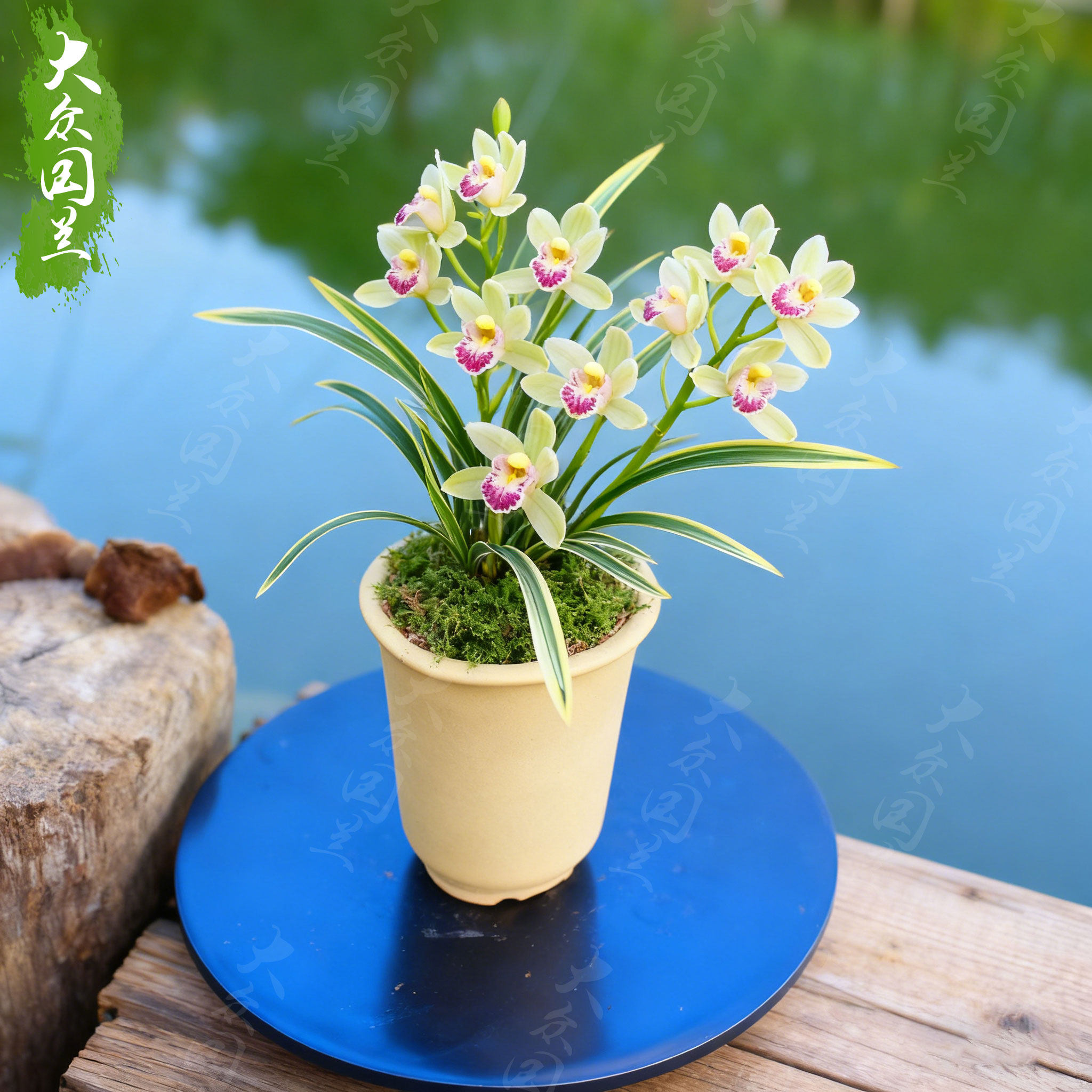 【大果冠】金边矮种兰花盆栽图片
