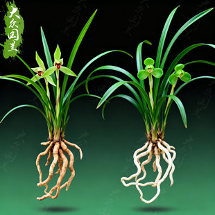 小株型春兰套餐浓香兰花苗盆栽花卉绿植室内植物兰草名贵冬季开花