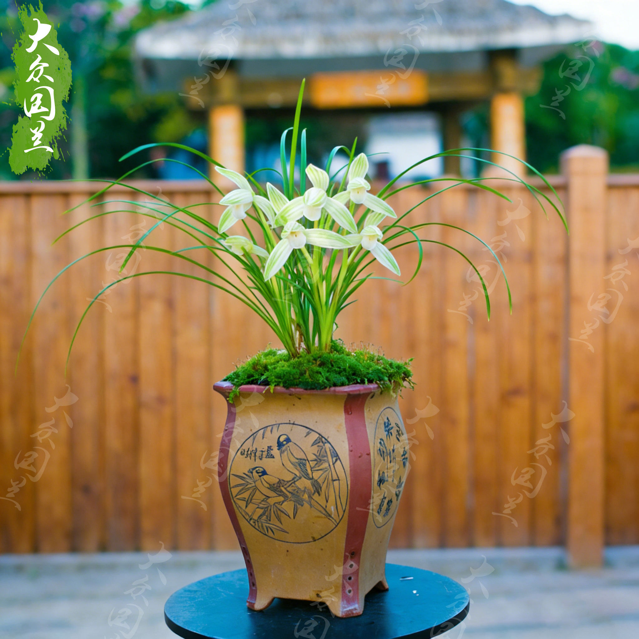 【碧龙玉素】兰花苗莲瓣兰名贵兰花盆栽植物不带花苞浓香型兰草国