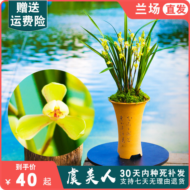 虞美人兰花盆栽建兰四季兰国兰带花苞兰草花苗花卉植物兰花苗浓香