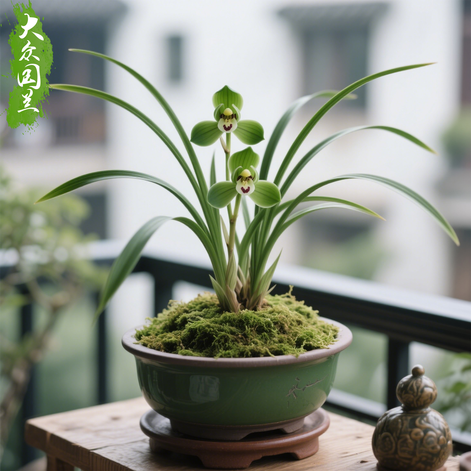 【春兰新宋梅】兰花苗细叶阳台