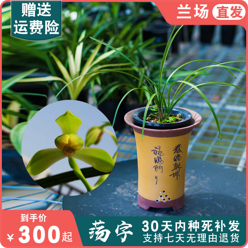 【荡字】兰花惠兰名贵盆栽花卉