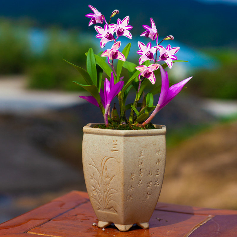 【七彩石斛】绿植兰花苗名贵盆栽花卉浓香型室内客厅好养趣味美观