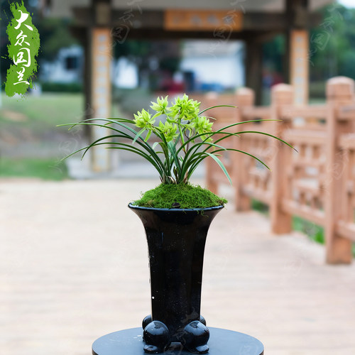 花开富贵兰花盆栽植物名贵