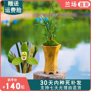 春兰四大天王龙字兰花盆栽植物名贵带花苞兰草花大众国兰老八种