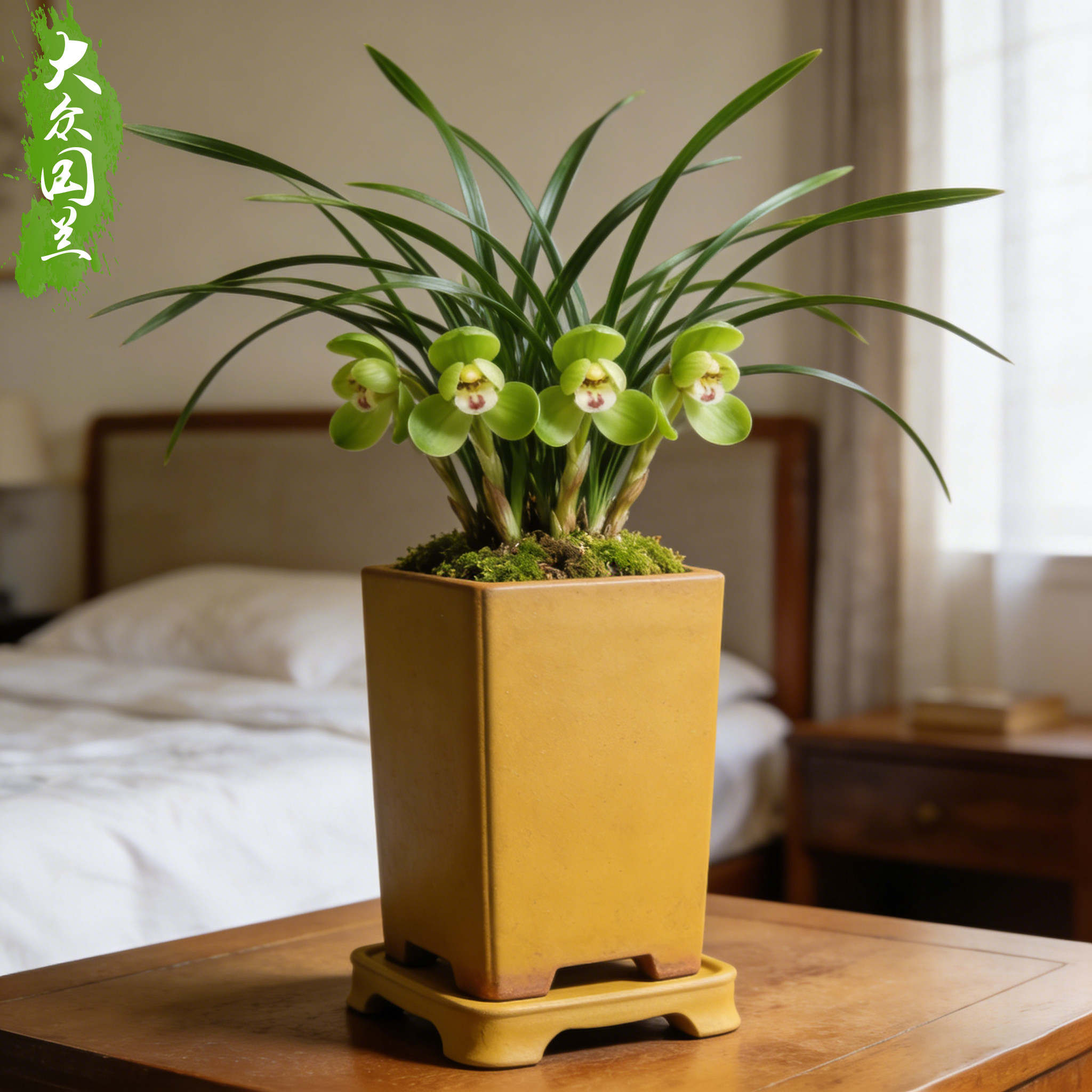 【春兰新宋梅】兰花苗浓香细叶名贵卧室盆栽花卉植物室内兰草国兰