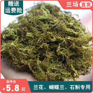 干苔蘚蘭花保濕 草植料種植土薹 石斛專用保濕 綠苔水草專用鋪面保濕