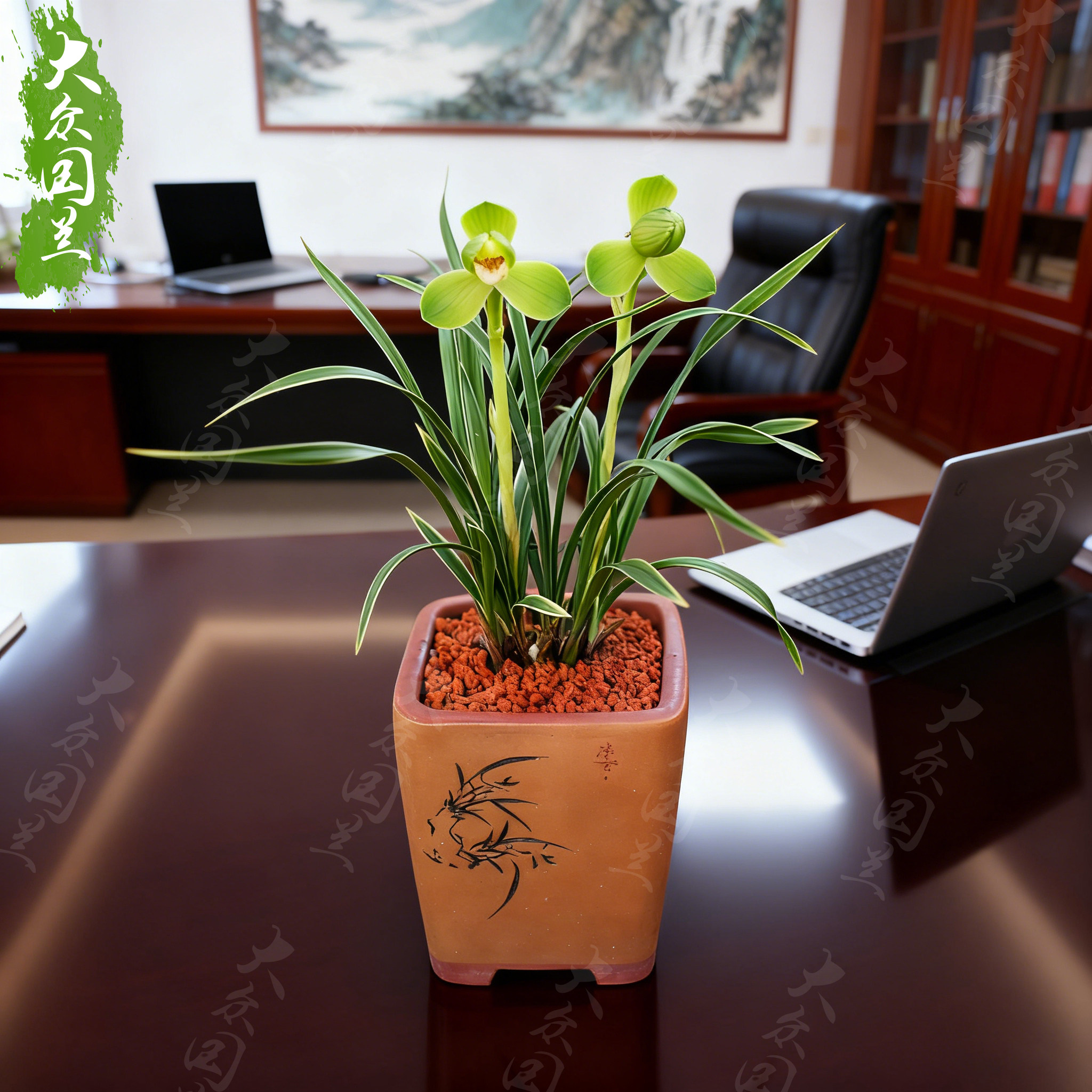 【青瑶盏】兰花苗办公桌线艺春兰浓香型名贵盆栽植物室内兰草国兰