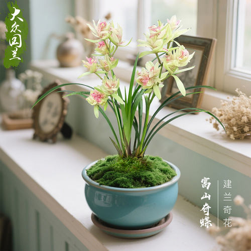 【富山奇蝶】兰花苗浓香建兰窗台