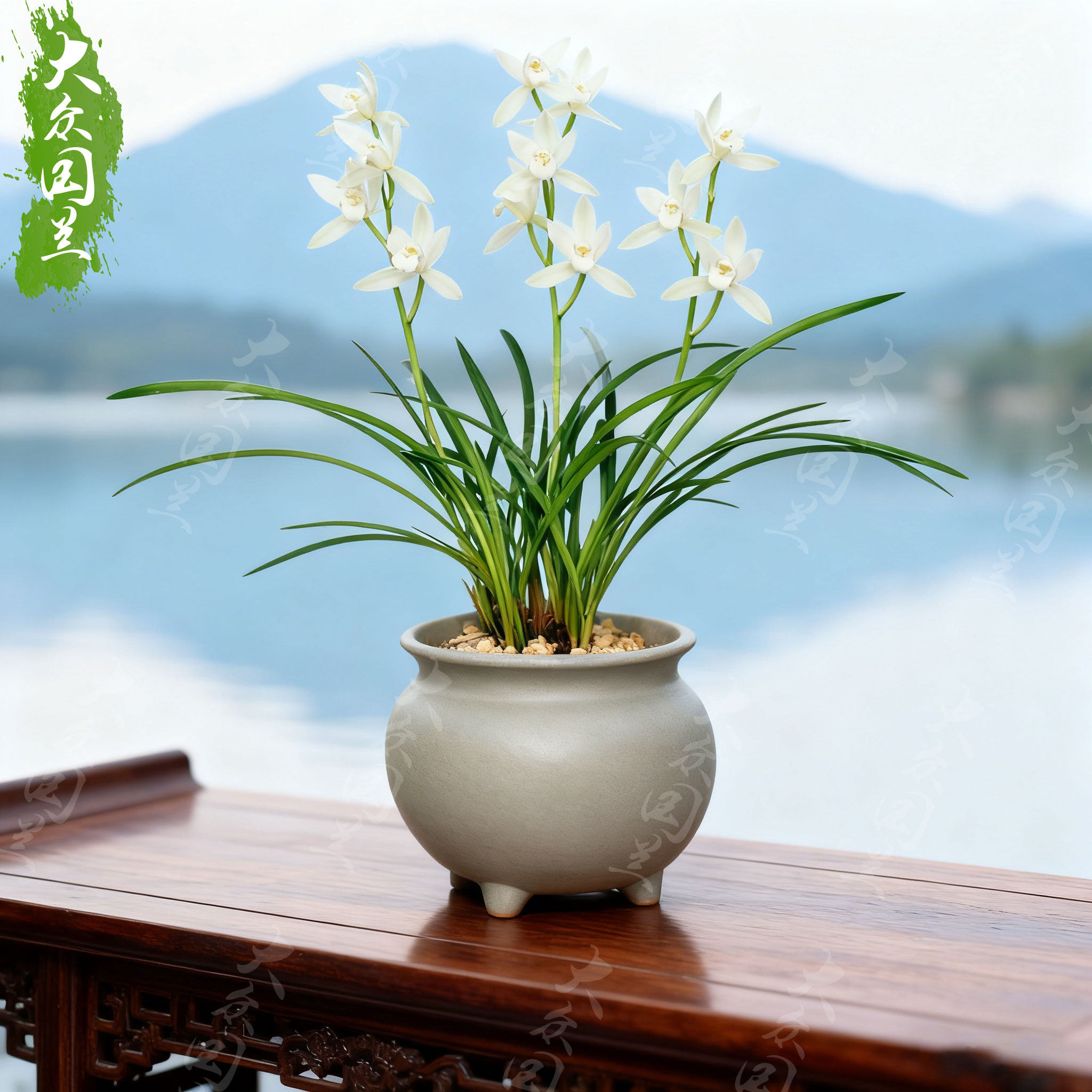 【铁骨天香】兰花苗建兰四季兰名贵盆栽花卉浓香兰草室内客厅国兰