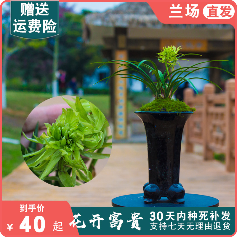 花开富贵兰花盆栽植物名贵