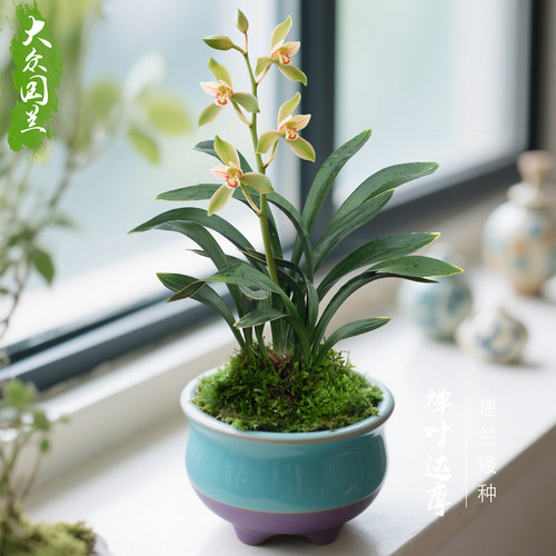 【禅叶达摩】兰花苗矮种建兰窗台