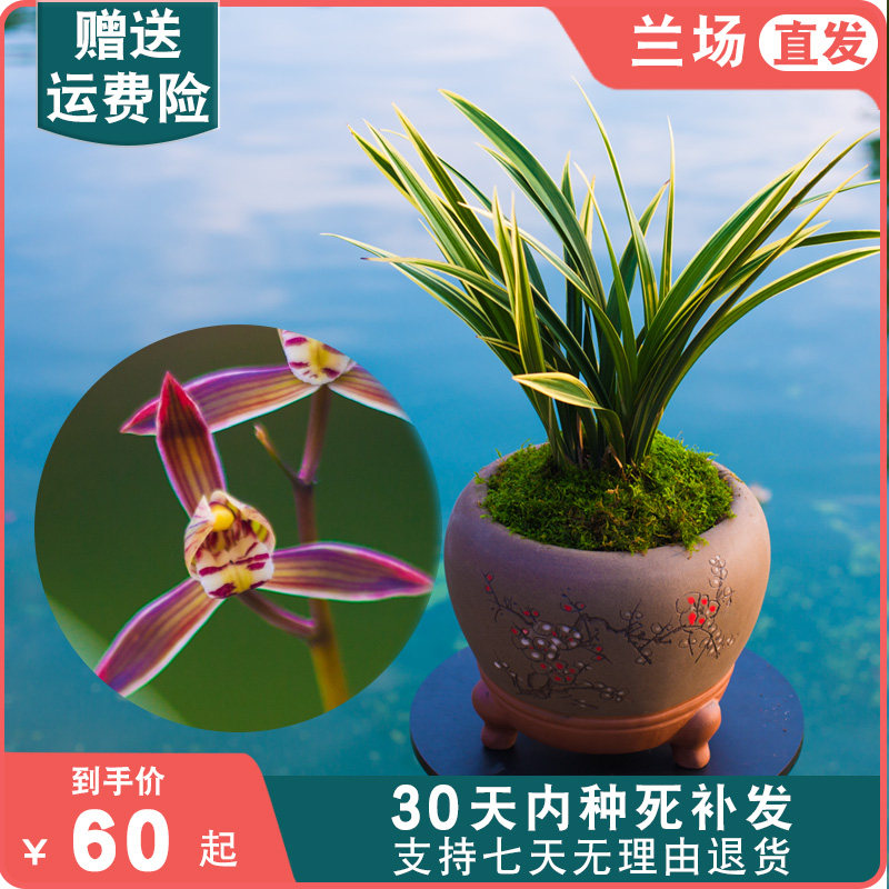 金边墨兰黄金日向兰花盆栽兰草种子浓香兰花苗带花苞大众国兰
