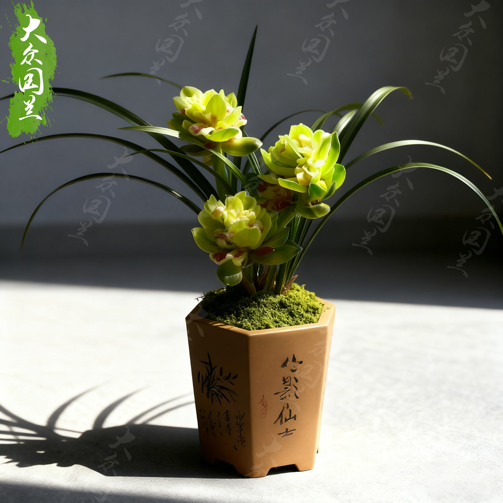 九仙牡丹兰花盆栽奇花兰草植物名贵浓香型带花苞发货春兰大众国兰