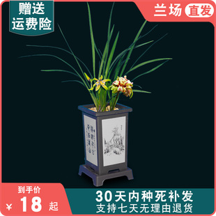 名贵盆栽兰花苗花卉植物浓香型室内客厅兰草国兰 春兰天彭牡丹