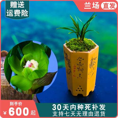 绿云兰花盆栽植物名贵春兰皇后国兰草高档兰花苗带花苞花卉矮种 - 封面
