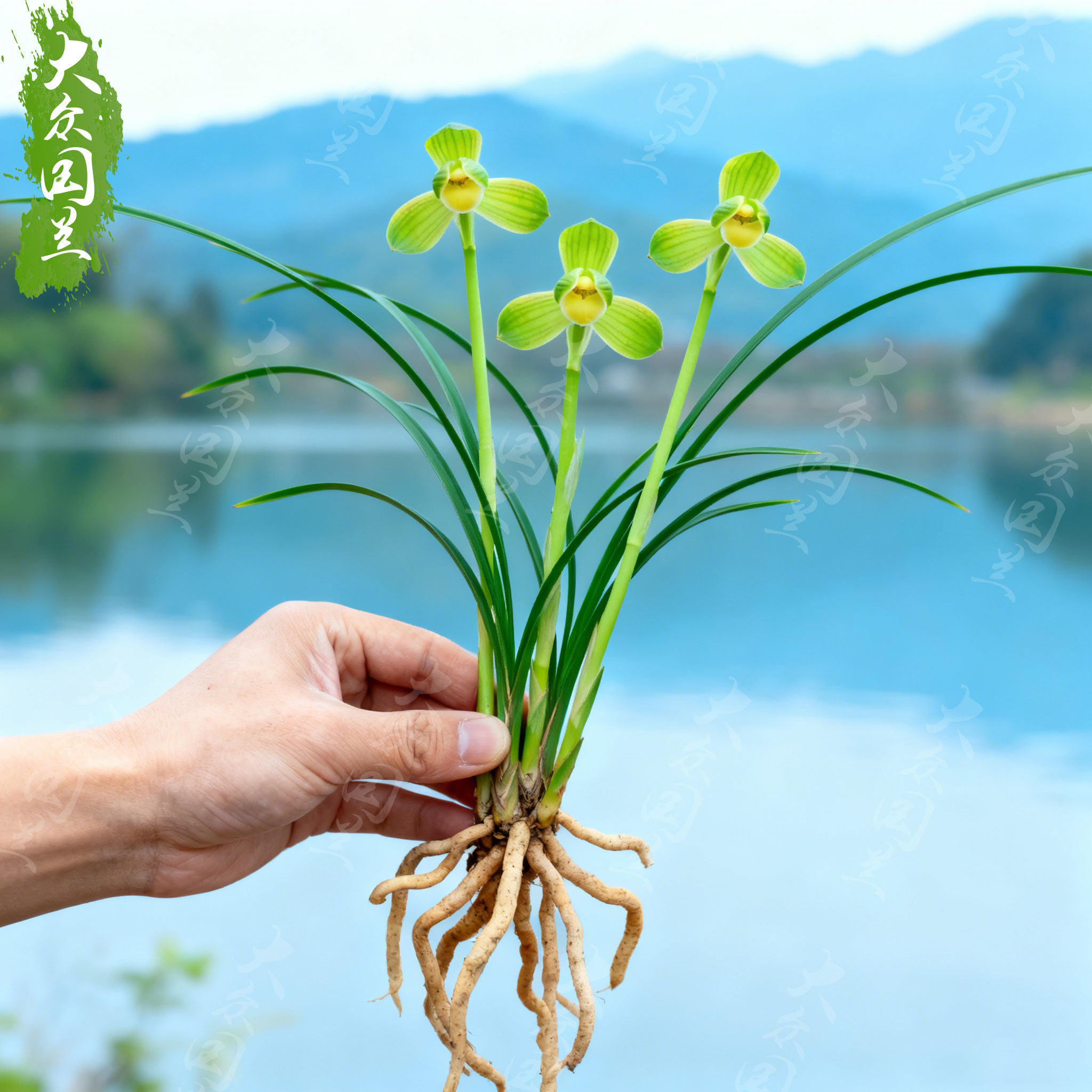 春兰翠瑶蕊名贵兰花苗盆栽花卉植物室内客厅好养不带花苞精品细叶